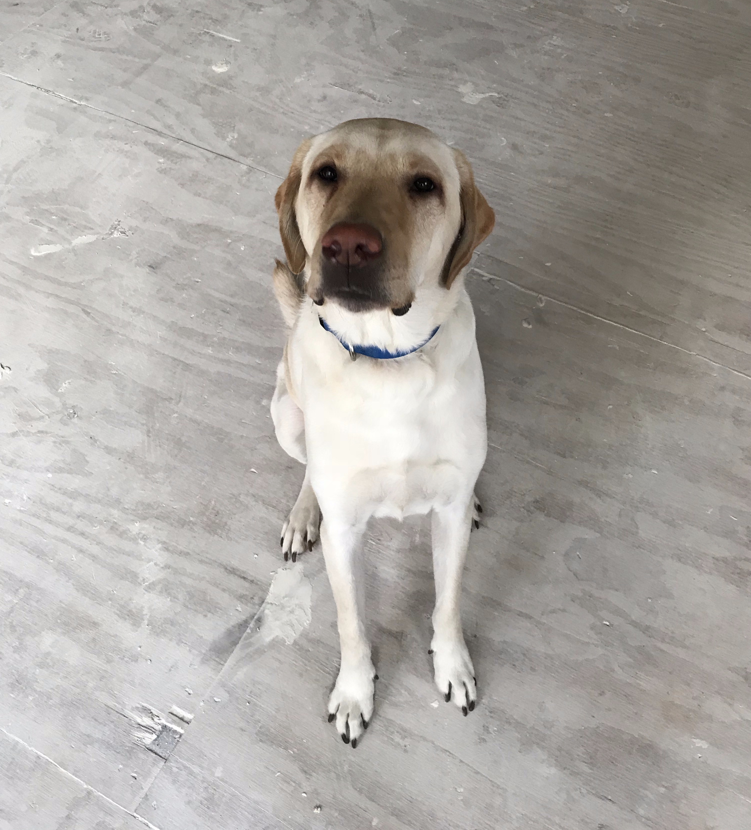 Rocky chillest dog around